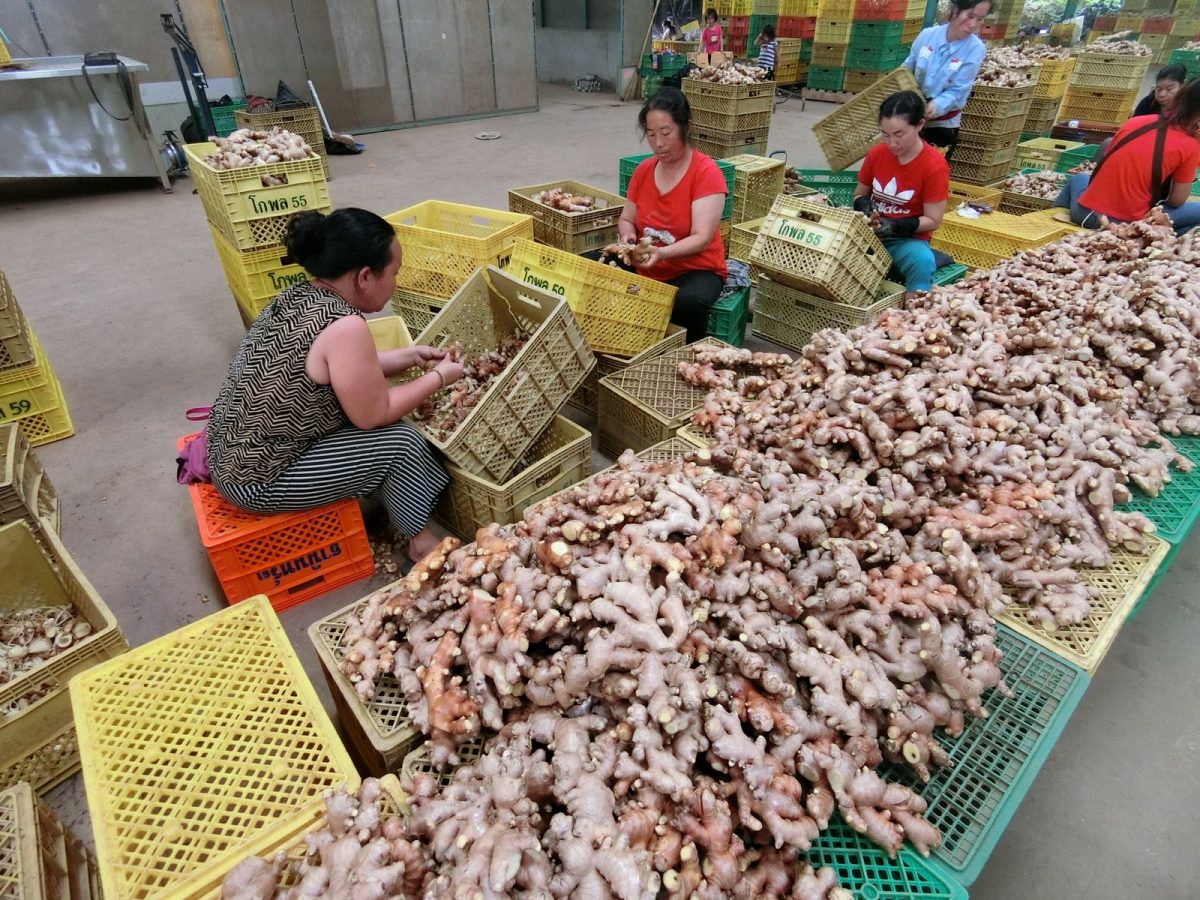 Sorting Ginger Ginger Sorting 2 | Thai Ginger